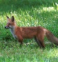 Red Fox