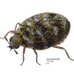 Carpet Beetles